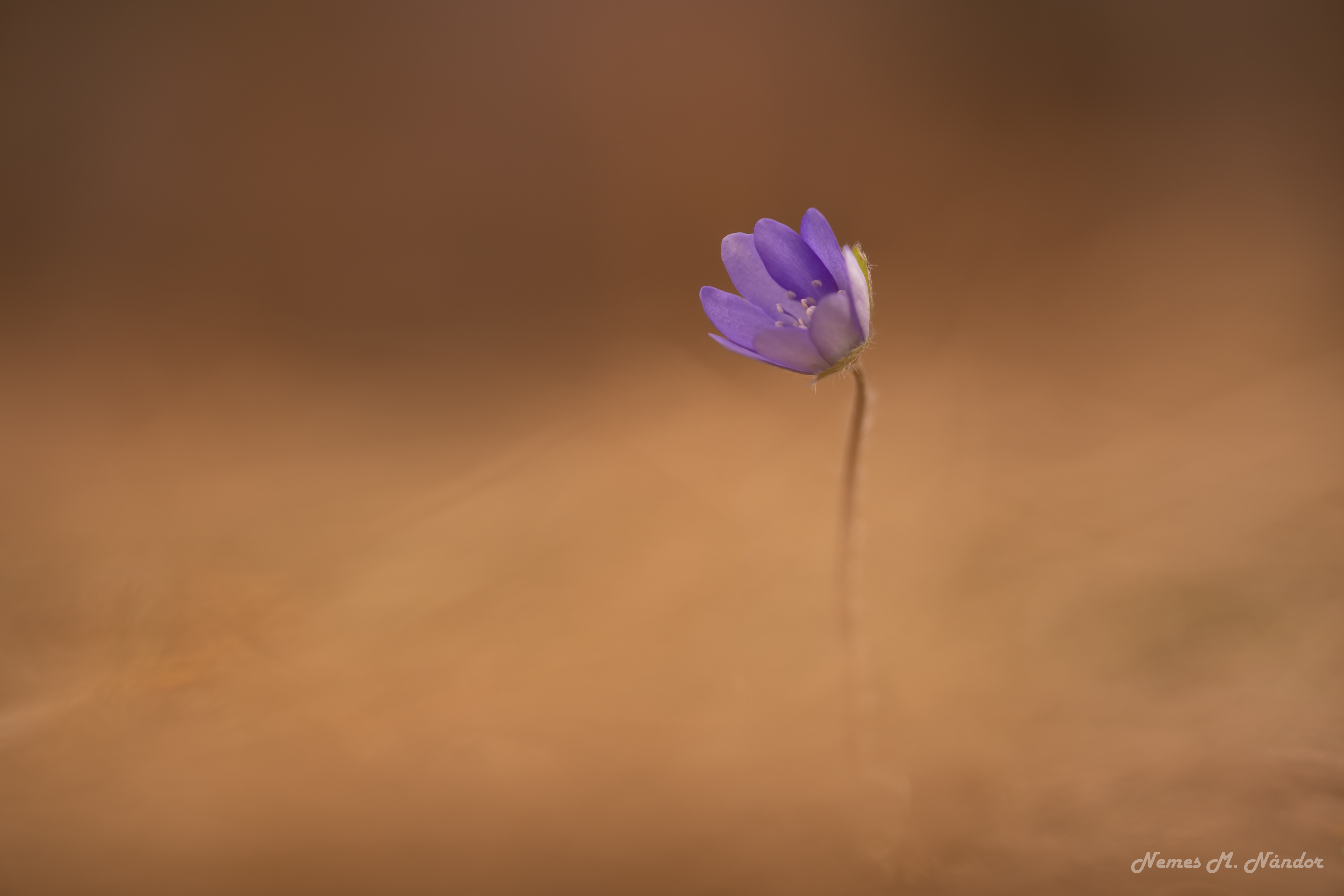 Crucea voinicului - Hepatica transsilvanica